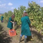 vendemmia