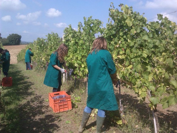 Assoenologi al ministro: urge cambiare le date della vendemmia