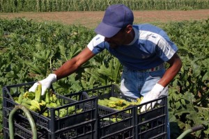 AZIENDA AGRICOLA ' LA BAGNARA ' ZUCCHINE BIOLOGICHE RACCOLTA AGRICOLTURA BIOLOGICA LAVORATORE AGRICOLO CONTADINO EXTRACOMUNITARIO