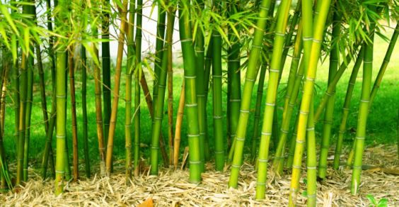 Bamboo, l’erba gigante che rende dopo cinque anni