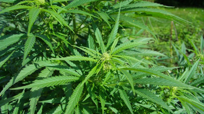 Cannabis Sativa, fa bene o fa male? Una cosa è certa: pulisce i terreni