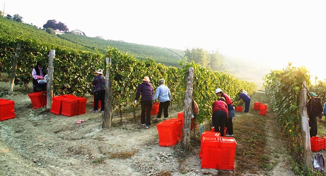 Vendemmia, pronti via: sarà un +20 per cento