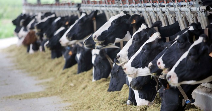 Confagricoltura sul prezzo del latte: il Piemonte impari dalla Lombardia