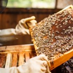 Beekeeper holding a frame of honeycomb