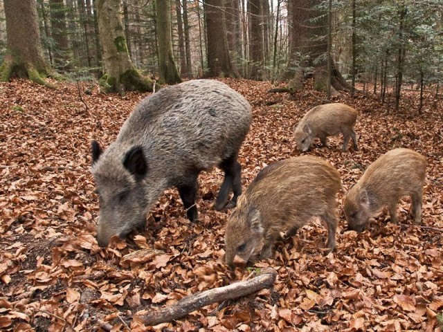 Un milione di cinghiali veicolo per la peste suina