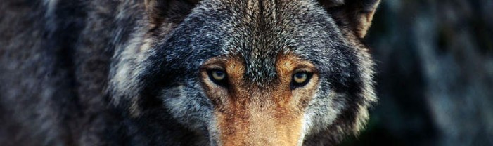 Storia, mito, leggende attorno al lupo