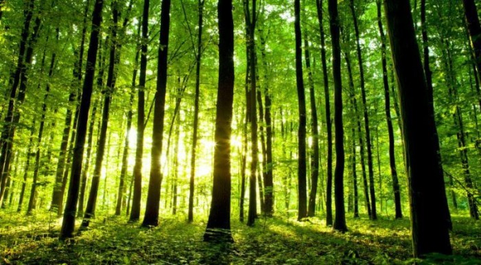 Nel bosco c’è un tesoro: ambiente, occupazione, made in Italy