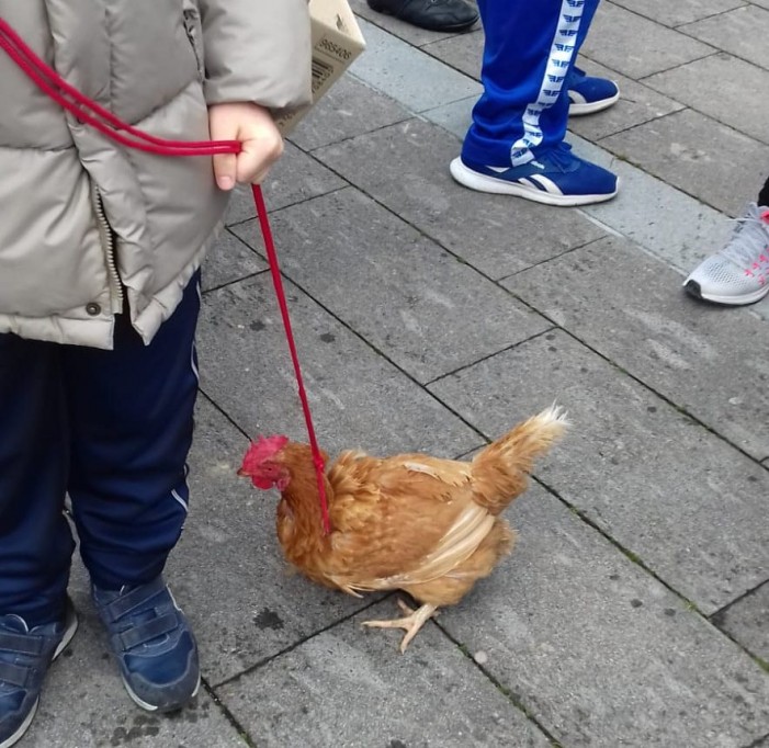 Metamorfosi della gallina: dal pollaio al guinzaglio. E spunta anche un sito