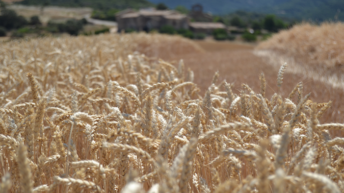 Tutto di grano italiano il biscotto Oro Saiwa