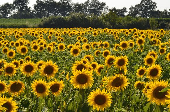 Auxina, il fitormone che svela il mistero dei girasoli