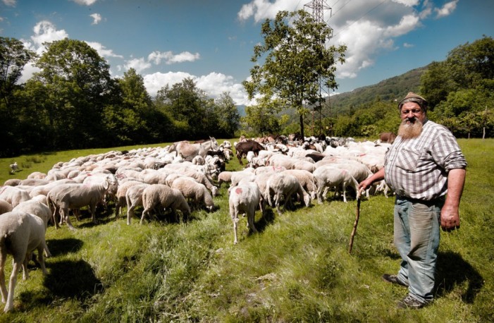 Transumanza: resiste in Italia, cala nel resto d’Europa