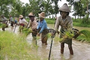 MYANMAR_-_agricoltori_acqua_birmani