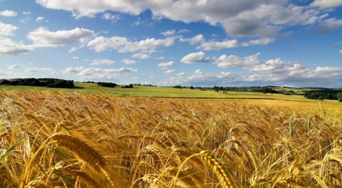 Accordi di filiera, il Sud guida la classifica dei progetti