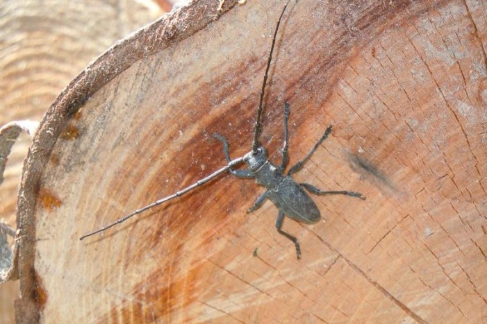 Caccia al diavolo nero, il vampiro che succhia gli alberi