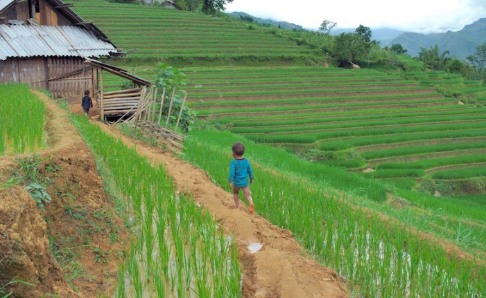 Alt al riso birmano e a quello vietnamita prodotto con i bambini sfruttati