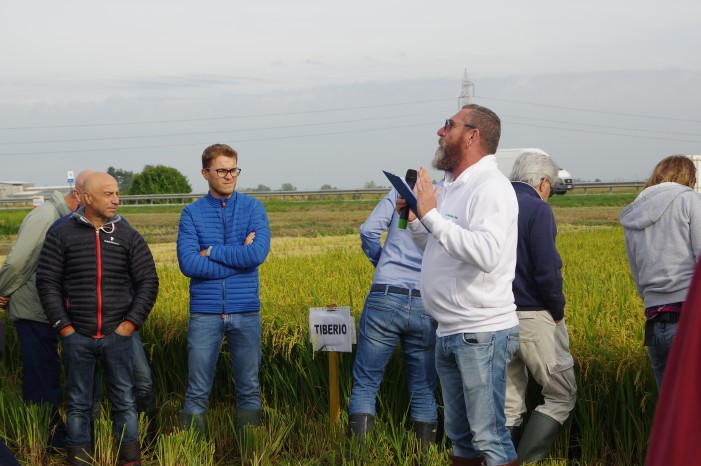 Riso bio e prove in campo al Crea