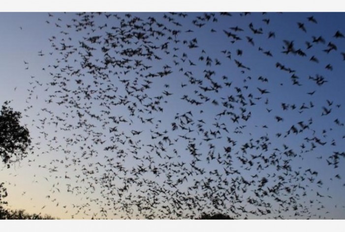 Task force per salvare i pipistrelli mangia-zanzare dagli attacchi del “naso bianco”