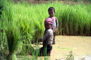 Diritti umani violati. L’Ue avvisa la Cambogia: possibile stop al riso agevolato
