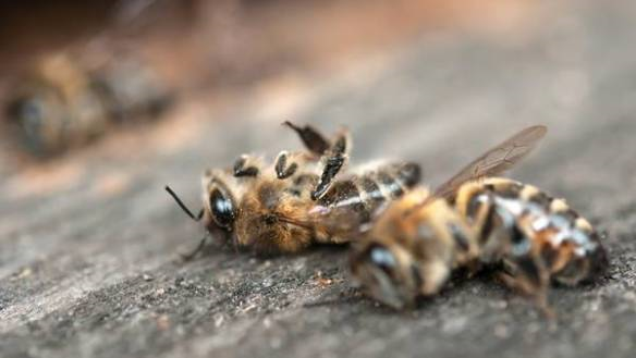 Morie di api per trattamenti fitosanitari. Il Piemonte alza la guardia