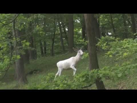 Il concorso “Cerbiatto bianco”