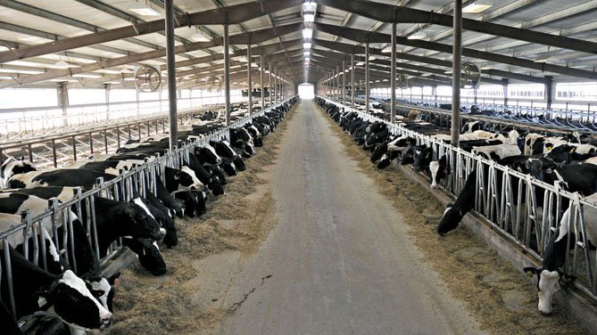 “Patto del latte in Piemonte per il prezzo alla stalla”