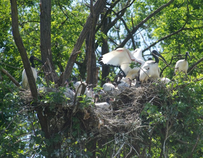 Gli ibis sacri del Nilo hanno messo su casa in risaia