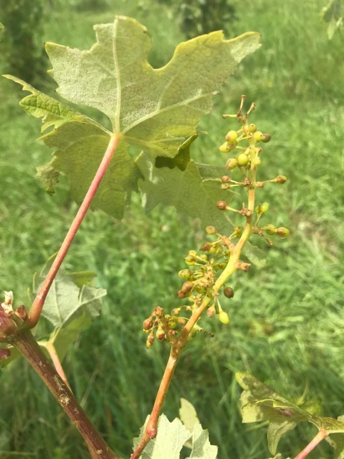 Bomba d’acqua e grandine sui colli dell’uva fragola