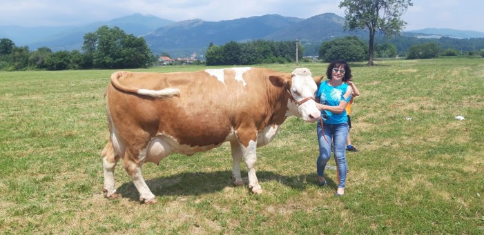 Clarissa vince su tutte nella prima mostra zootecnica telematica