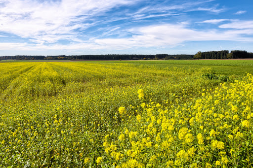 Settanta milioni agli agricoltori piemontesi