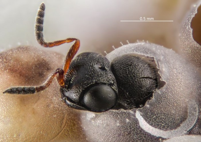 Samurai in azione, sferrato l’attacco biologico alla cimice asiatica