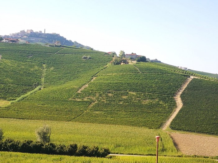 Vendemmia al via: ottimo il vigneto Piemonte