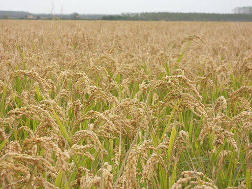 Romano Gianotti, una vita per l’agricoltura