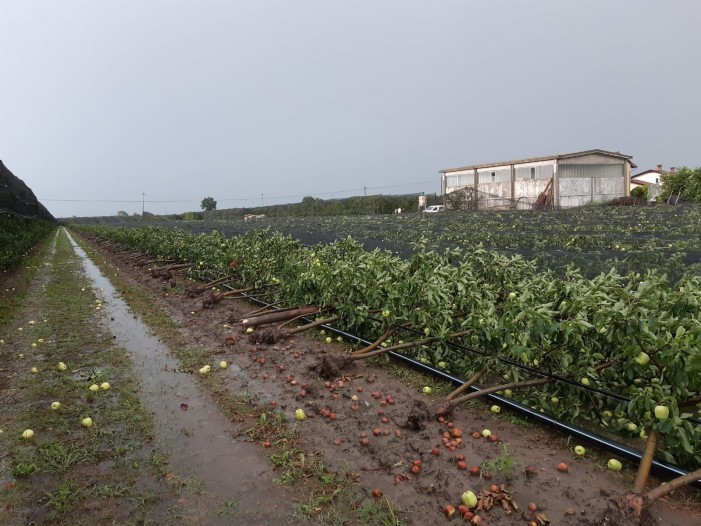 Nubifragio e tromba d’aria, frutta in ginocchio (foto e video)