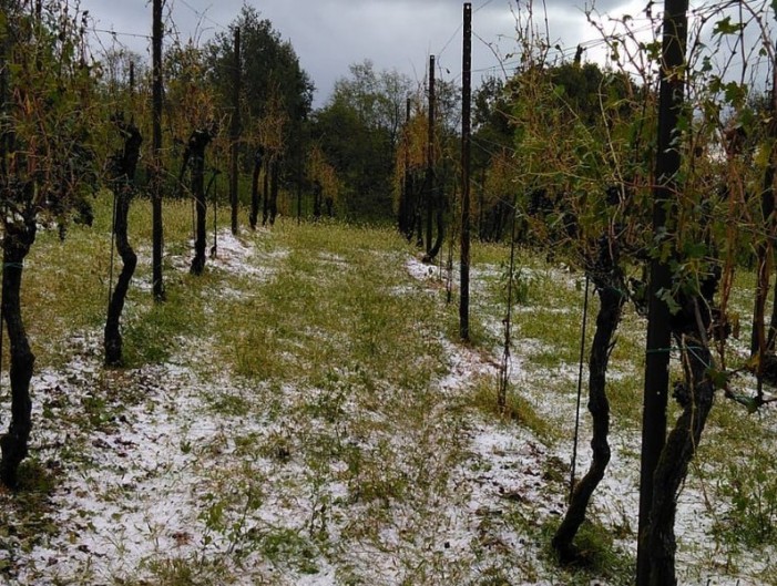 Nelle vigne e in risaia sembra inverno (photogallery di una grandinata)