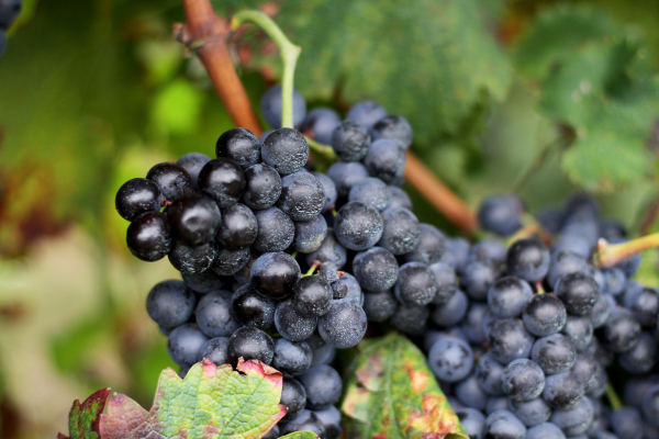 Vendemmia, 47,2 milioni di ettolitri di qualità