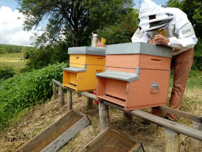 Clima, furti, pesticidi. “Annus horribilis” per il miele