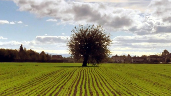 Un anno nei campi: bilancio segnato da clima e Covid