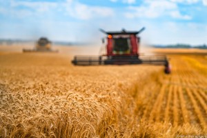 Corn in field closeup. Red grain harvesting combine in a sunny day in a blurred background . Yellow field with grain. Agricultural technic works in field.