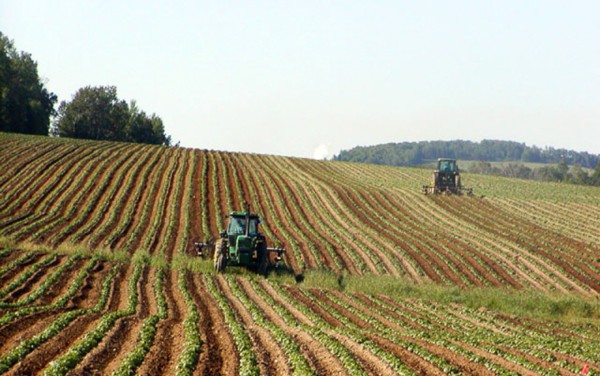 Psr: pagati 639 milioni agli agricoltori piemontesi Psr: pagati 639 milioni agli agricoltori piemontesi