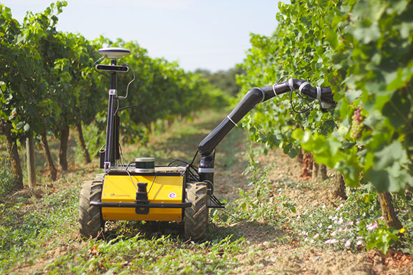 Arriverà un robot e farà la vendemmia