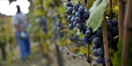 Dichiarazione di vendemmia entro il 15 dicembre: accolta la richiesta del Piemonte