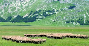 Campo Imperatore (L'Aquila, Abruzzi, Italy) - Landscape at summer in the Gran Sasso d'Italia Natural Park. Sheeps