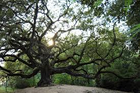 Rimettiamoci in cammino con la Quercia delle streghe (e i suoi fratelli)