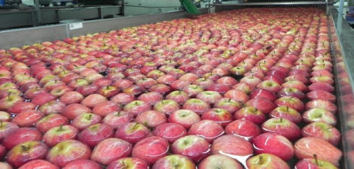 Taricco: l’India blocca le nostre mele, serve intervento urgente