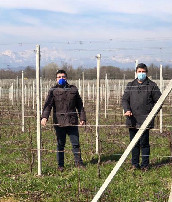 “Rinviare gli estirpi di un anno per salvare i viticoltori stremati”