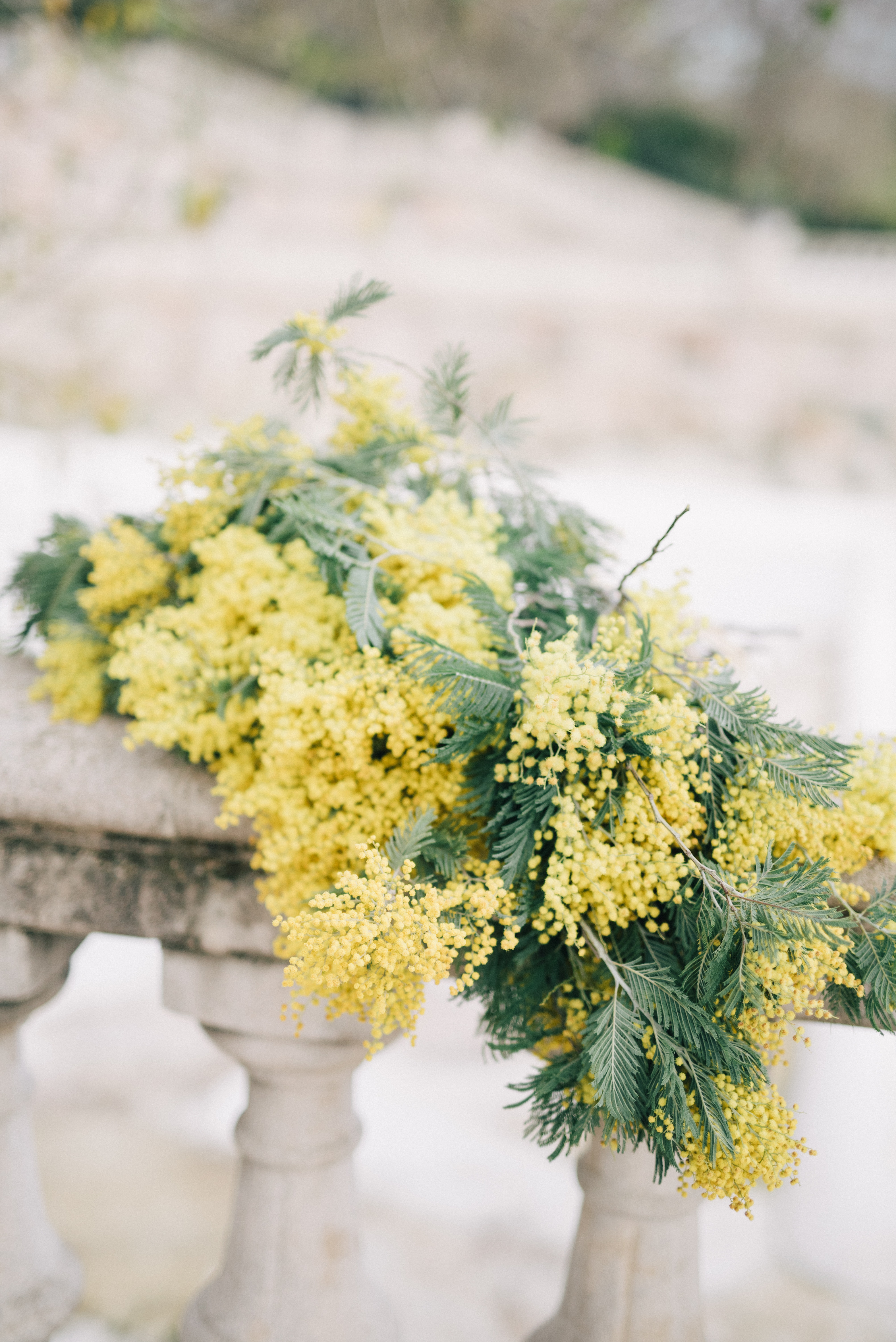 mimose