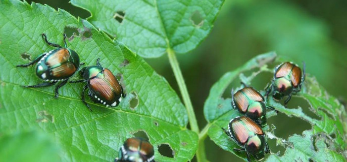 Scudo anti-popillia, aiuti agli agricoltori piemontesi