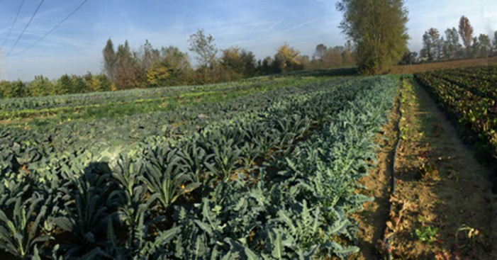 Il via ai bandi per interventi agro-climatici e bio