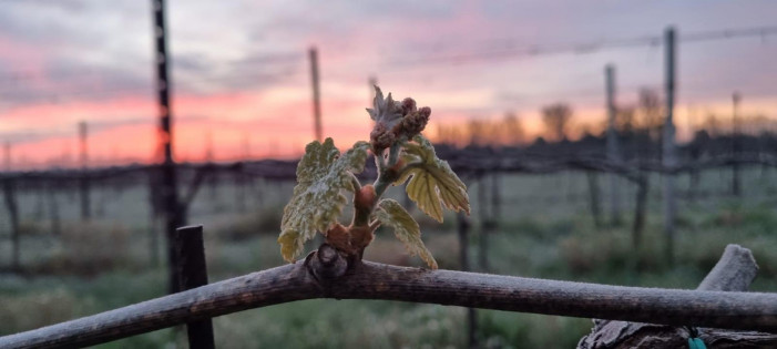 Il grande gelo su frutta, vigne, orticole e api (fotogallery)