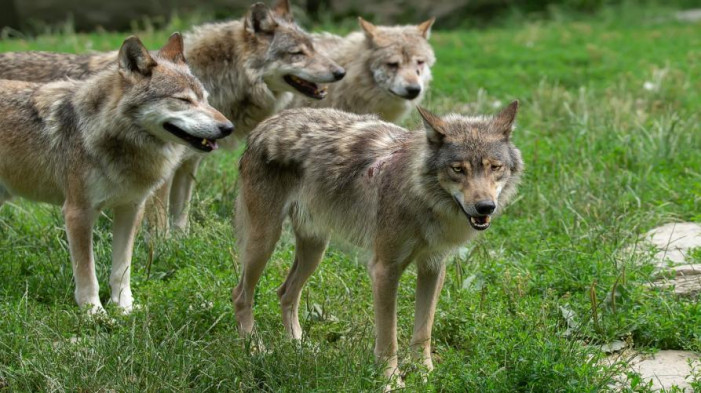Finanziamenti agli allevatori per difendersi dai lupi